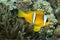 Red Sea Clownfish, Two-banded Anemonefish, Amphiprion bicintus, Red Sea