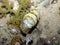 Red Sea Cuttlefish amongst Coral