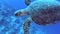 Red Sea hawksbill turtle swimming on tropical coral reef wall