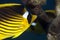 Red sea raccoon butterflyfish