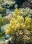 Red sea reef and yellow broccoli coral