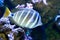 Red Sea sailfin tang or Desjardin`s sailfin tang Zebrasoma desjardinii