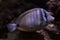 Red Sea sailfin tang, Desjardin`s sailfin tang Zebrasoma desjardinii.