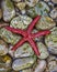 Red sea star on colorful pebles beach