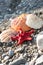 Red Sea star, sea shells, stone beach, clean water