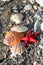 Red Sea star, sea shells, stone beach, clean water background