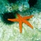 Red sea star and sea urchin close up on the reef