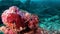 Red sea star starfish Leiaster leachi Lenckia multifora macro underwater.