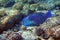 Red Sea Steephead Parrotfish Chlorurus gibbus