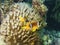 Red sea twoband clownfish