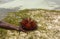 Red sea urchin Astropyga radiata