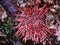 Red Sea Urchin in a Crevice