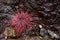 A Red Sea Urchin on Wet Rocks