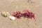 Red sea weed washed up on corindi beach