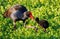 A Red-Seal Coot Moorhen with her Baby Chick