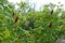 Red seed clusters in the leafage of vinegar tree