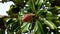 Red seed pod in Magnolia tree green foliage