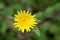 Red-seeded dandelion (Taraxacum erythrospermum) flower in bloom : (pix Sanjiv Shukla)