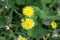 Red-seeded dandelion (Taraxacum erythrospermum) flower in bloom : (pix Sanjiv Shukla)