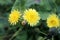 Red-seeded dandelion (Taraxacum erythrospermum) flower in bloom : (pix Sanjiv Shukla)