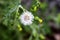 Red-seeded dandelion (Taraxacum erythrospermum) seedhead : (pix Sanjiv Shukla)