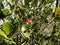 red seeds of Japanese Camellia