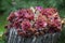 Red Sempervivum Houseleek succulent
