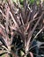 Red sensation cordyline