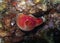 A Red Seq Squirt Halocynthia papillosa in the Mediterranean Sea