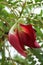 Red Sesbania grandiflora flower