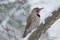 Red-Shafted Northern Flicker in the Snow