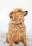 Red shaggy curly puppy sits on the snow