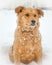 Red shaggy curly puppy sits on the snow