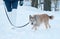 Red shaggy terrier mongrel dog walks on leash on snow