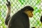 Red-shanked Douc Langur in the cage.