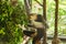 Red-shanked Douc Langur in the cage.