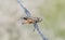 Red-shanked Grasshopper Xanthippus corallipes Impaled on Barbed Wire by a Shrike