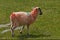 Red Sheep, Cornwall, Southwest England