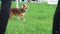 Red sheltie dog walks on green lush lawn slow motion