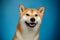 Red Shiba inu Dog on Blue Background