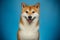 Red Shiba inu Dog on Blue Background