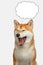 Red Shiba inu Dog on Isolated White Background