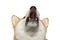 Red Shiba inu Dog on Isolated White Background