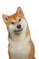 Red Shiba inu Dog on Isolated White Background