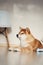 A red Shiba Inu dog lies on a light floor in a modern room.