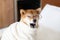 Red shiba inu Dog wearing glasses and white bathrobe sitting in the cozy bed