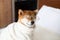 Red shiba inu Dog wearing glasses and white bathrobe sitting in the cozy bed