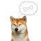 Red Shiba inu Dog on White Background