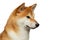 Red Shiba inu Dog on White Background