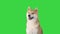 Red shiba inu puppy walking away on a Green Screen, Chroma Key.